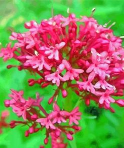 Pink Valerian Plant Paint By Numbers