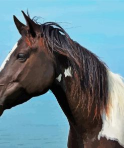 Pinto Horse Coloring Paint By Numbers