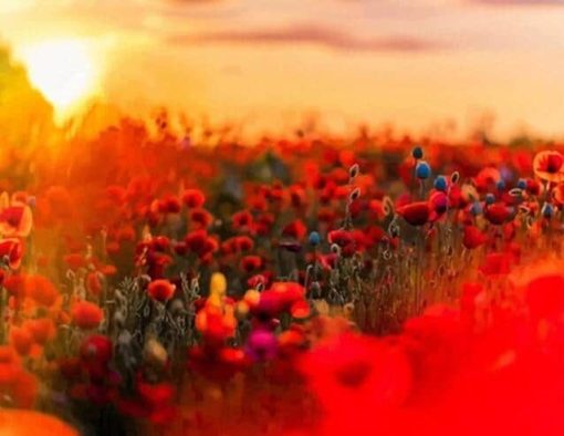 Poppy-Field-paint-by-numbers