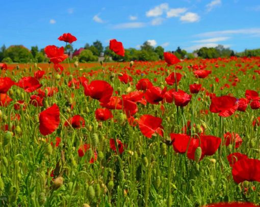 Poppy-flowers-field-paint-by-numbers