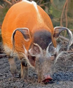 Red River Hog Paint By Numbers