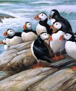 Puffins on Rocks Bird Paint By Numbers