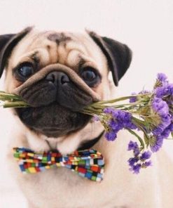 Pug Dog with Flowers Paint By Numbers