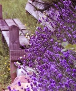 Purple Flower Chair Scene Paint By Numbers