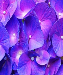 Purple Hydrangea Flowers Paint By Numbers