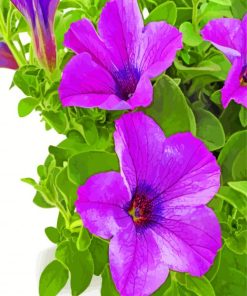 Purple Petunia Paint By Numbers Set