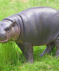 Pygmy Hippo Animal Paint By Numbers