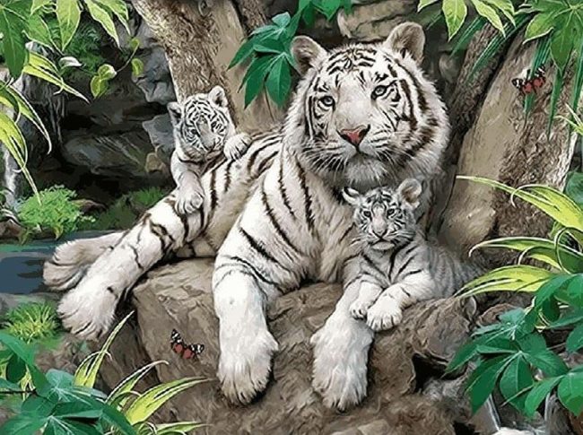 White Tiger Big Cat Paint By Numbers