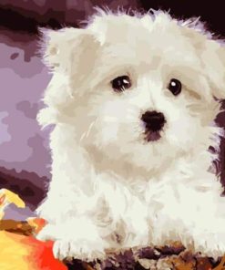 Bichon Frise Dog Paint By Numbers