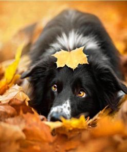 Border Collie Black Dog Paint By Numbers