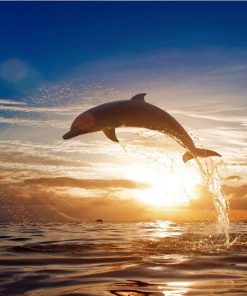 Sunset Dolphin Oceans Paint By Numbers