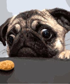 Dog Pug Animals Paint By Numbers