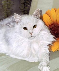 White Fat Cat Animals Paint By Numbers