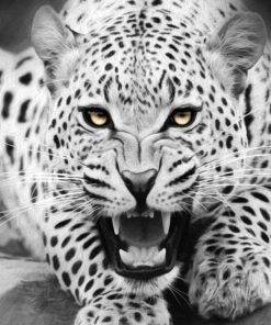 Big Cat Black and White Paint By Numbers