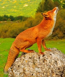 Red Fox Animals Paint By Numbers