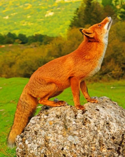 Red-Fox-paint-by-numbers