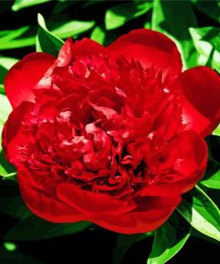 Red Peony Floral Paint By Numbers