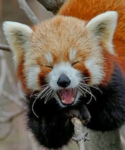 Adorable Red Panda Paint By Numbers