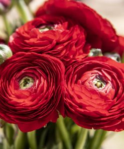 Red Rosie Flower Art Paint By Numbers