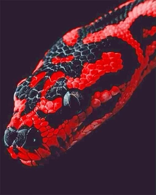 Red-and-black-pythone-snake-adult-paint-by-numbers