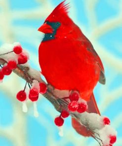 Red Cardinal Bird Paint By Numbers
