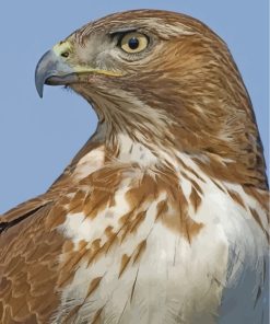 Red Tailed Hawk Paint By Numbers