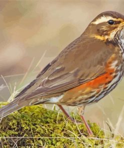 Redwing Bird Masterpiece Paint By Numbers
