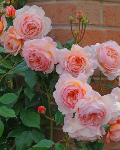 Rose-flowers-paint-by-numbers