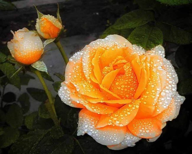 Rose and Orange Flower Paint By Numbers