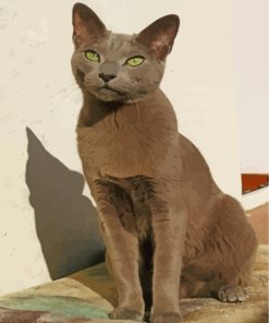 Russian Blue Kitten Paint By Numbers
