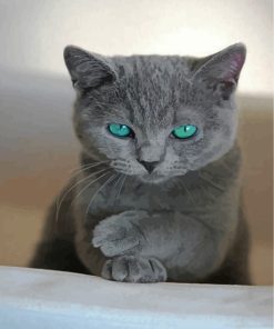 Russian Blue Cat Lovers Paint By Numbers