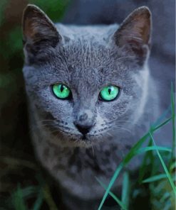 Russian Blue Cat Kitten Paint By Numbers