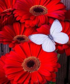 Red Flowers with Butterfly Paint By Numbers