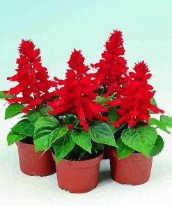 Beautiful Salvia Splendens Paint By Numbers