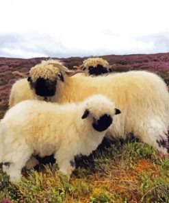 Scotland Sheep Wildlife Paint By Numbers