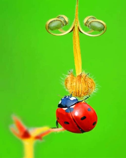 Seven-spot-ladybird-paint-by-number