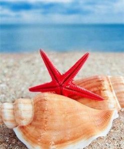 Shells and Starfish Seascape Paint By Numbers