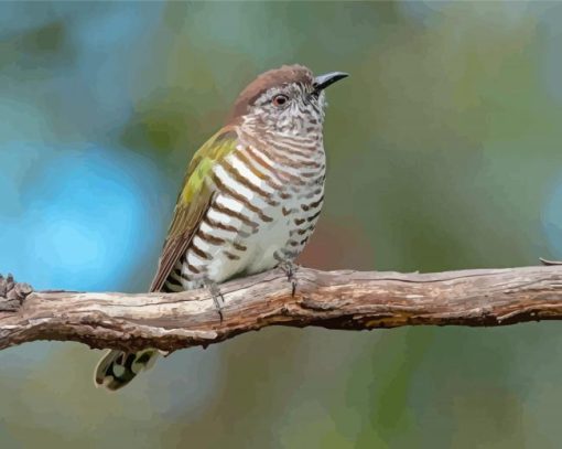 Shining-bronze-cuckoo-paint-by-number