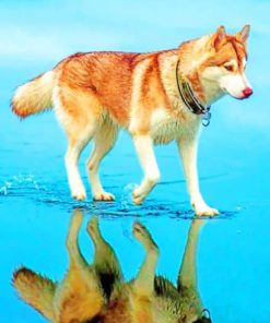 Brown Husky Puppy Paint By Numbers