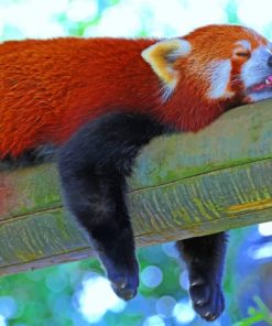 Red Panda Baby Animals Paint By Numbers