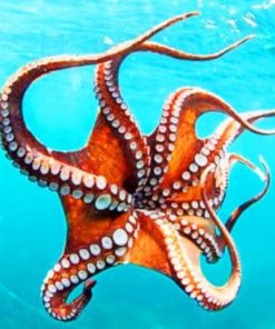 Smoothskin Octopus Sea Life Paint By Numbers
