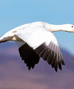 Snow Goose Bird Paint By Numbers
