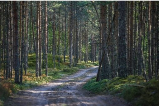 Spruce-Fir-Forests-DIY-Landscape-Paint-By-Numbers-PBN-12012