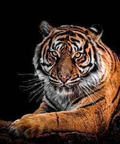 Majestic Bengal Tigers Paint By Numbers