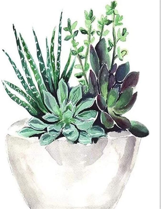 Succulent and Flower Art Paint By Numbers