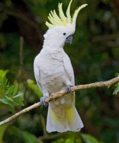 White Cockatoo Bird Paint By Numbers