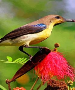 Sunbird and Flower Paint By Numbers