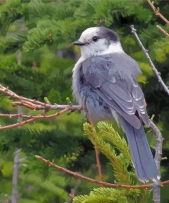 Canada Jay Whisper Paint By Numbers