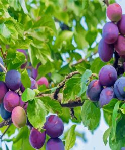 Common Plum Tree Paint By Numbers