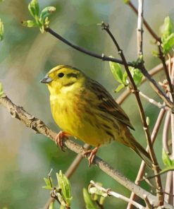 Yellowhammer Bird Paint By Numbers